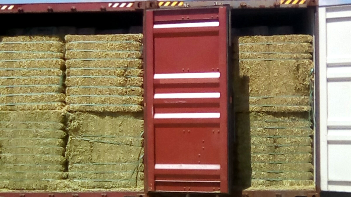 hooi voor hongerige ezels