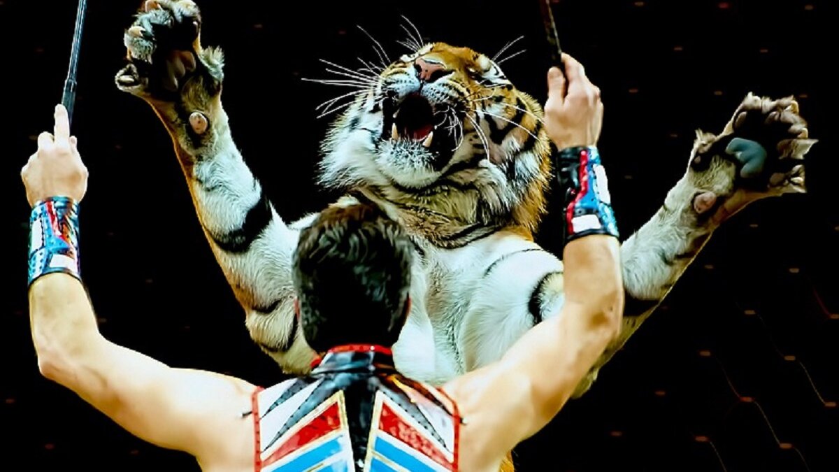 Frans verbod circusdieren, dolfinaria en nertsenfokkerijen