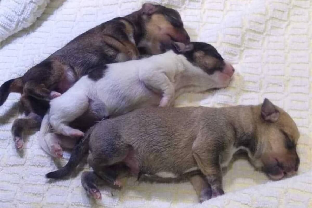 puppy's in rugzak gedumpt