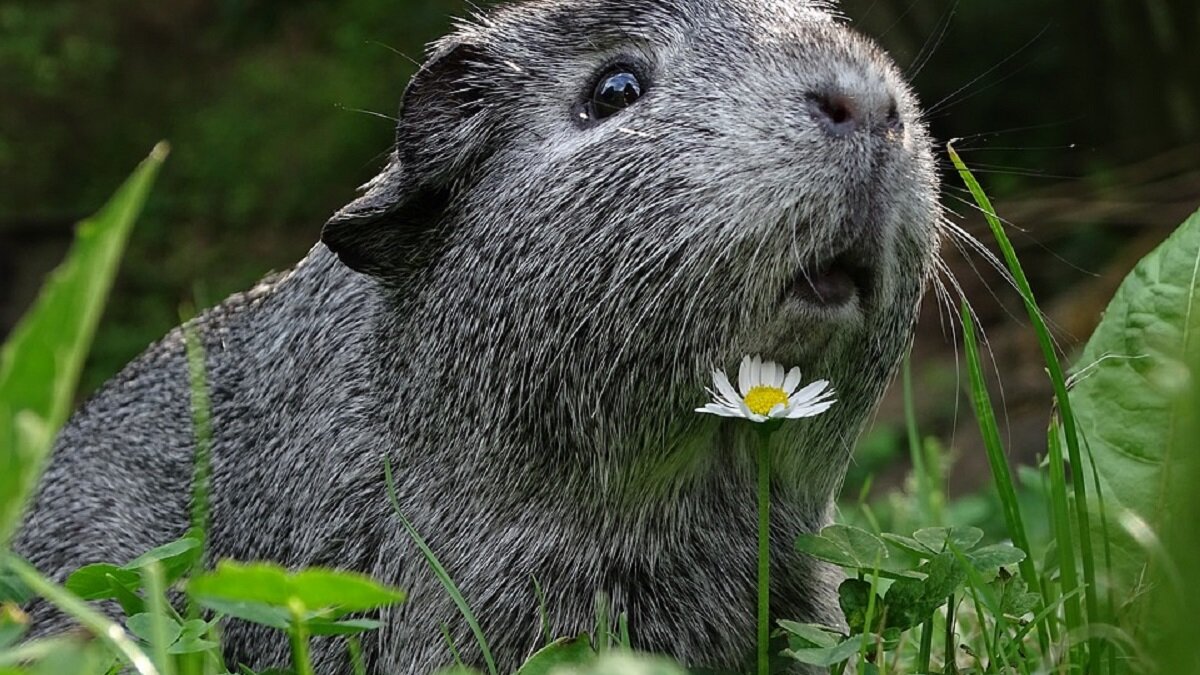 Astma-op-een-chip maakt einde aan astmaonderzoek met cavia's