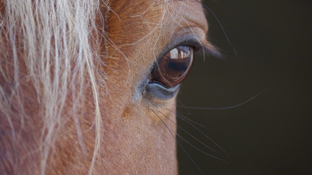 Paardenbeul slaat toe in Hooge Mierde