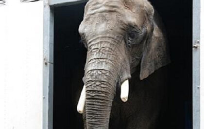 Meerderheid Tweede Kamer gunt olifant Buba geen rust