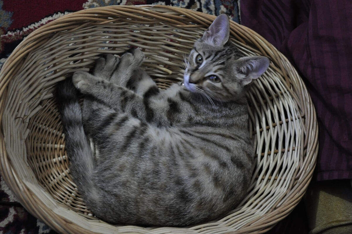 einde jacht op zwerfkatten provincie Utrecht