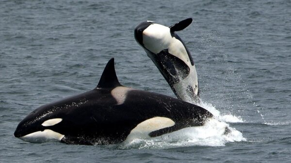 Orka’s die boten aanvielen speelden