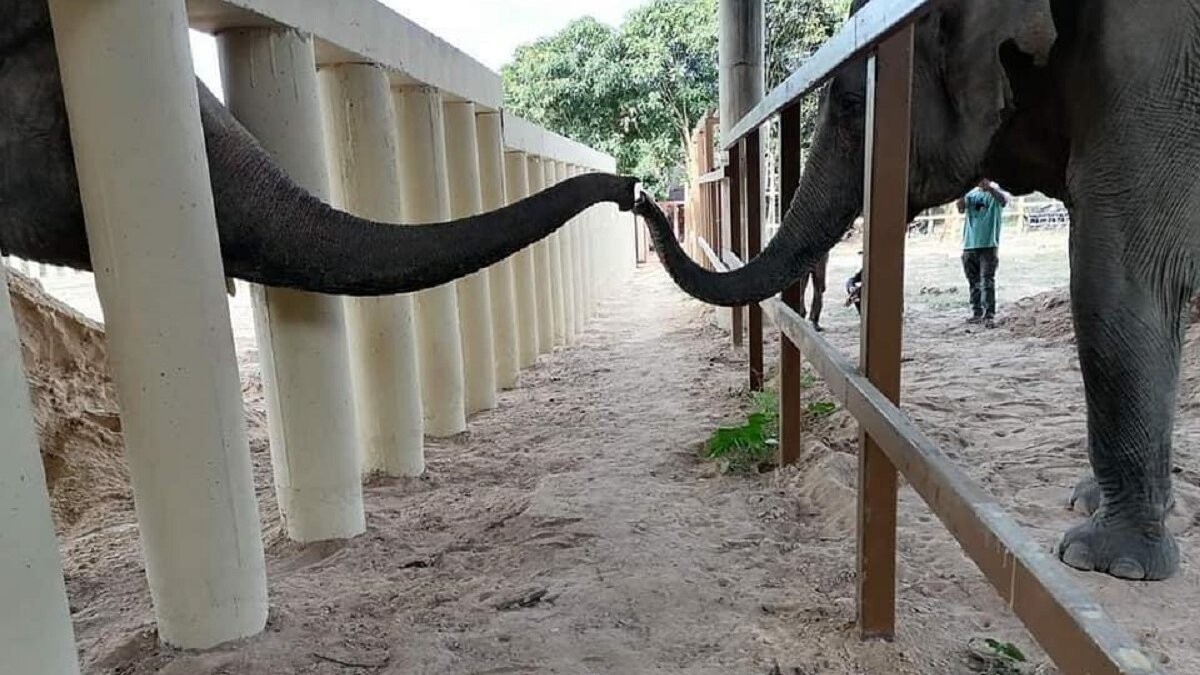 olifant Kaavan