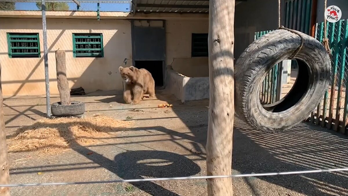 Marghazar Zoo sluit voorgoed na redding beren Suzie en Bubloo