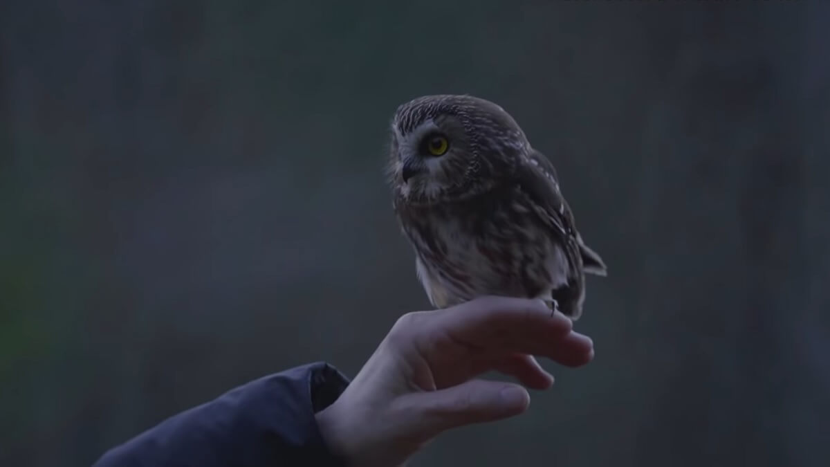 Uil uit kerstboom New York vliegt weer vrij rond