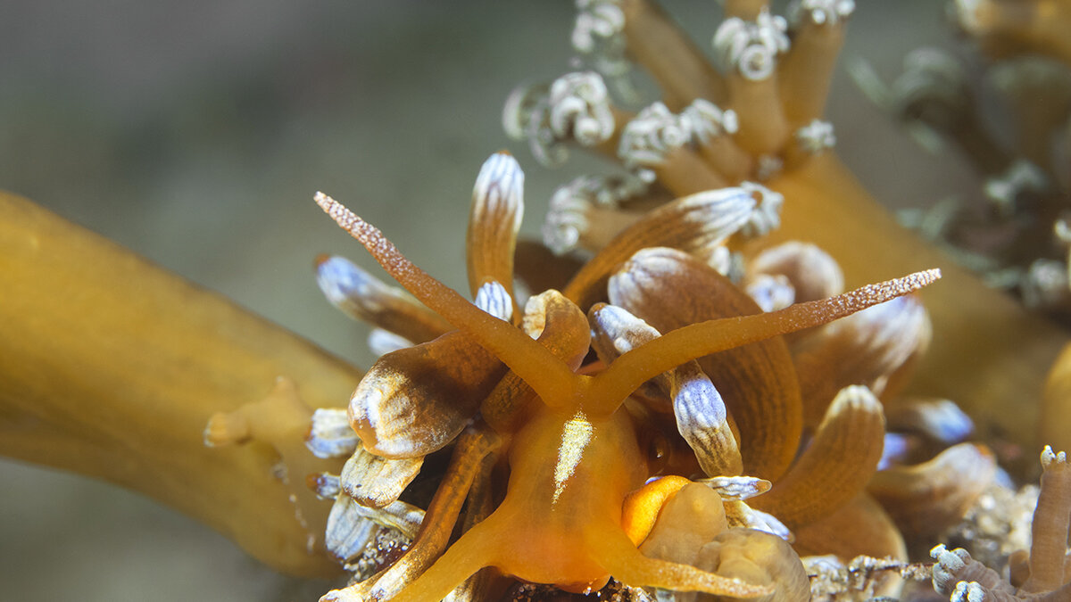Koraal 'toevluchtsoord'
