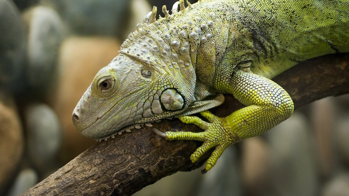 Iguana