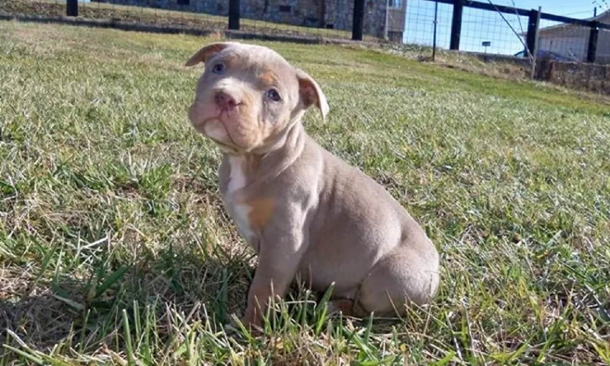 Verboden verloting puppy bij politie gemeld