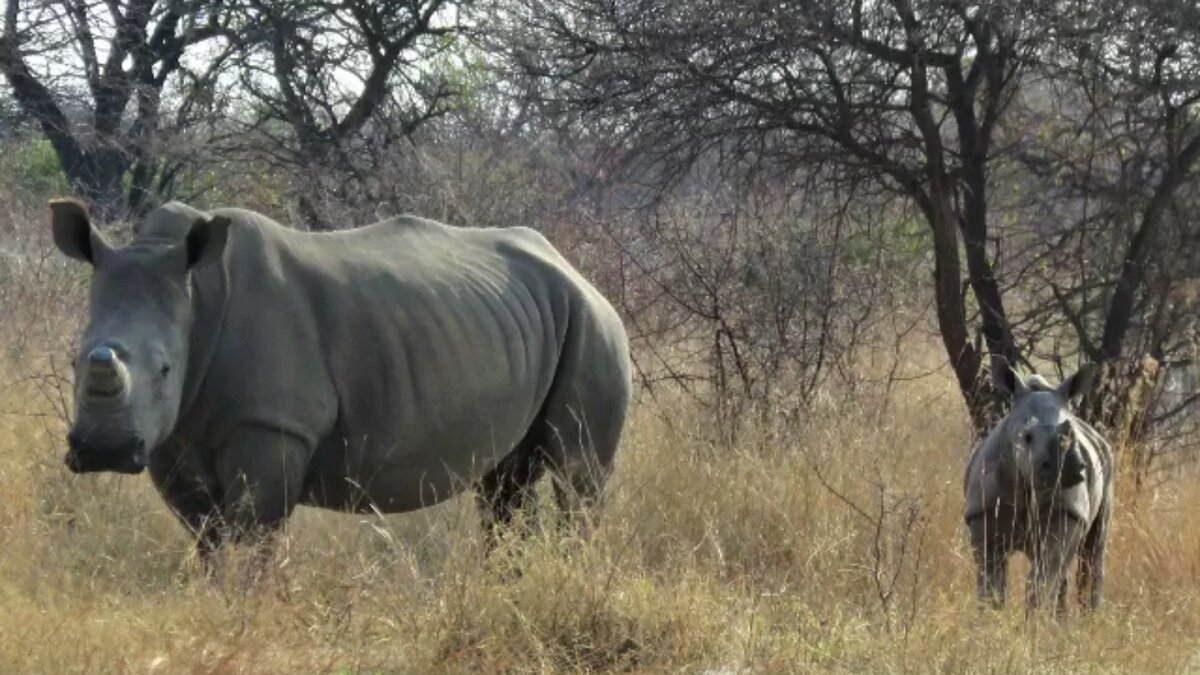 Neushoornkoe en kalf afgeslacht door stropers