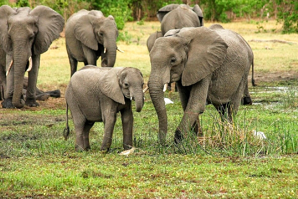 Dood trofeejager door bosolifanten in Gabon begrijpelijk