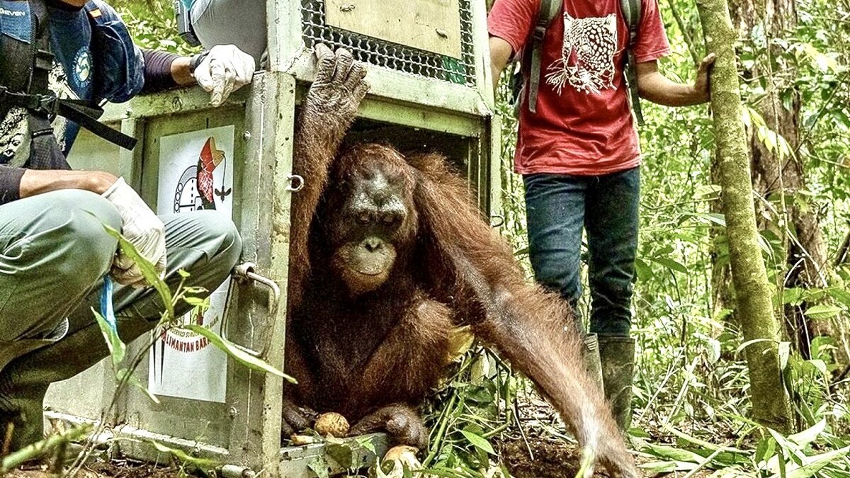 vijf orang-oetans vrijgelaten na leven als huisdier