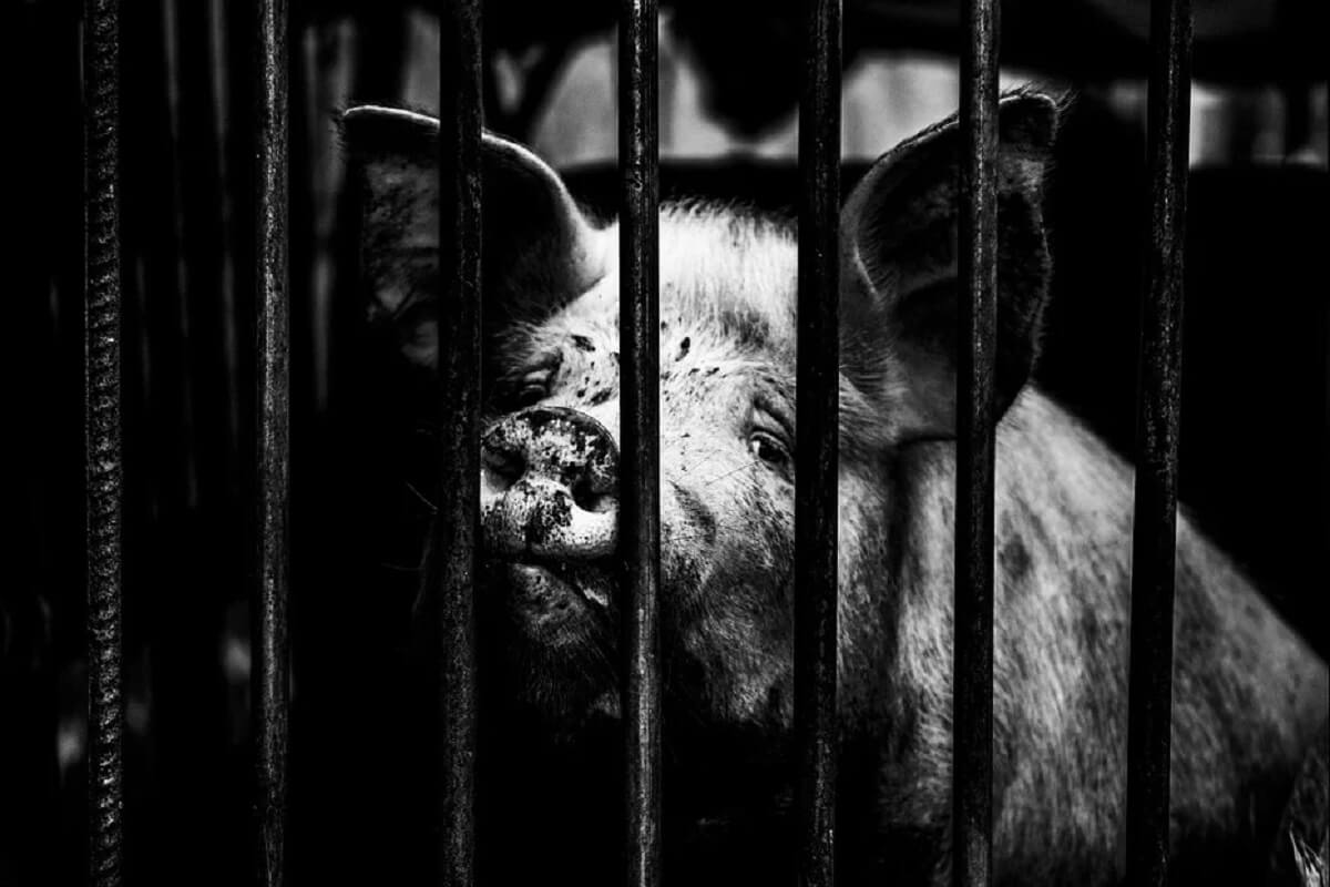 Straathof weg uit Mariënheem