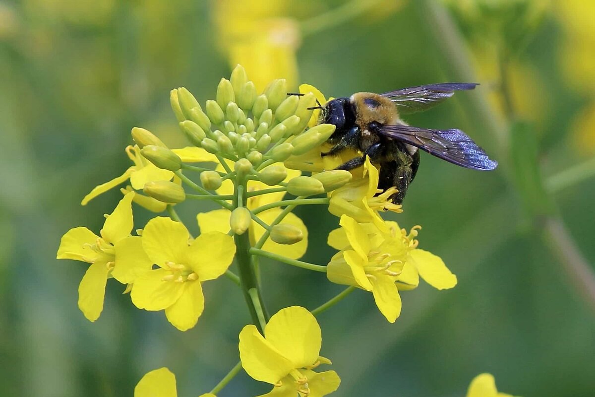 Nederland gaat bestuivers tellen