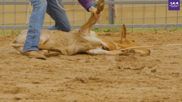 calf roping