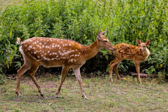 Afschot damherten in de Hoeksche Waard mag niet van rechter