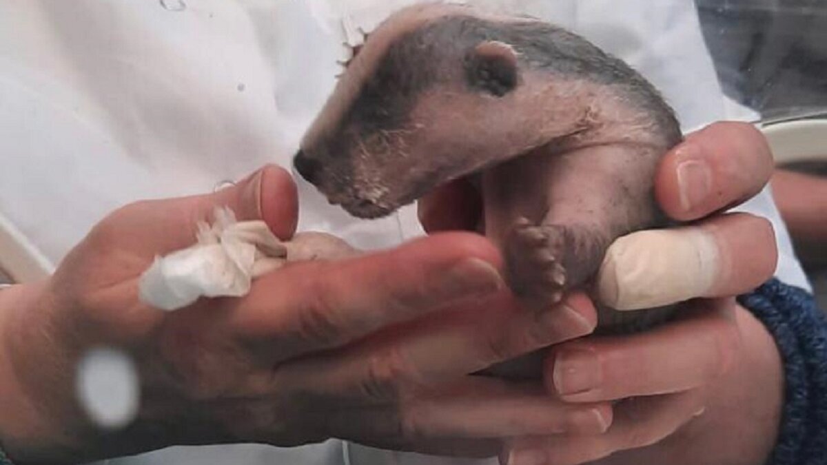 leugens van Limburg verscheuren dassenfamilie