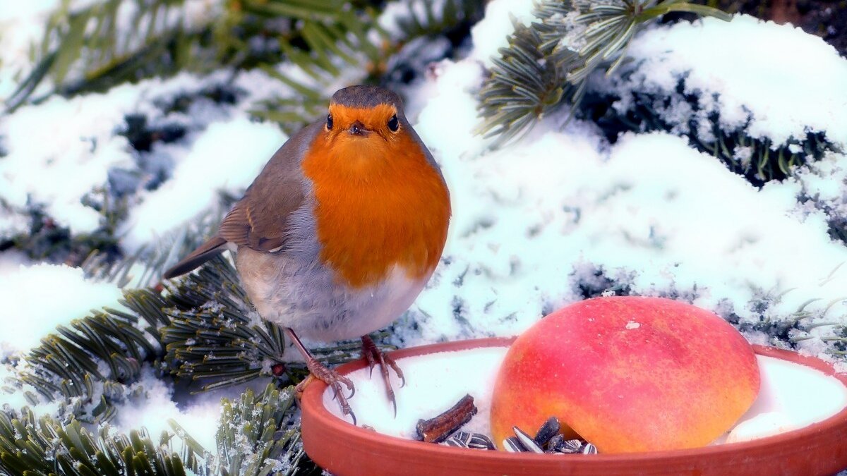 Help dieren de winter door