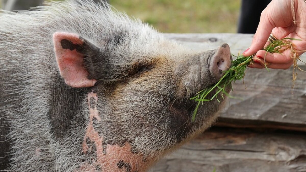 Varkens zijn intelligenter dan we dachten