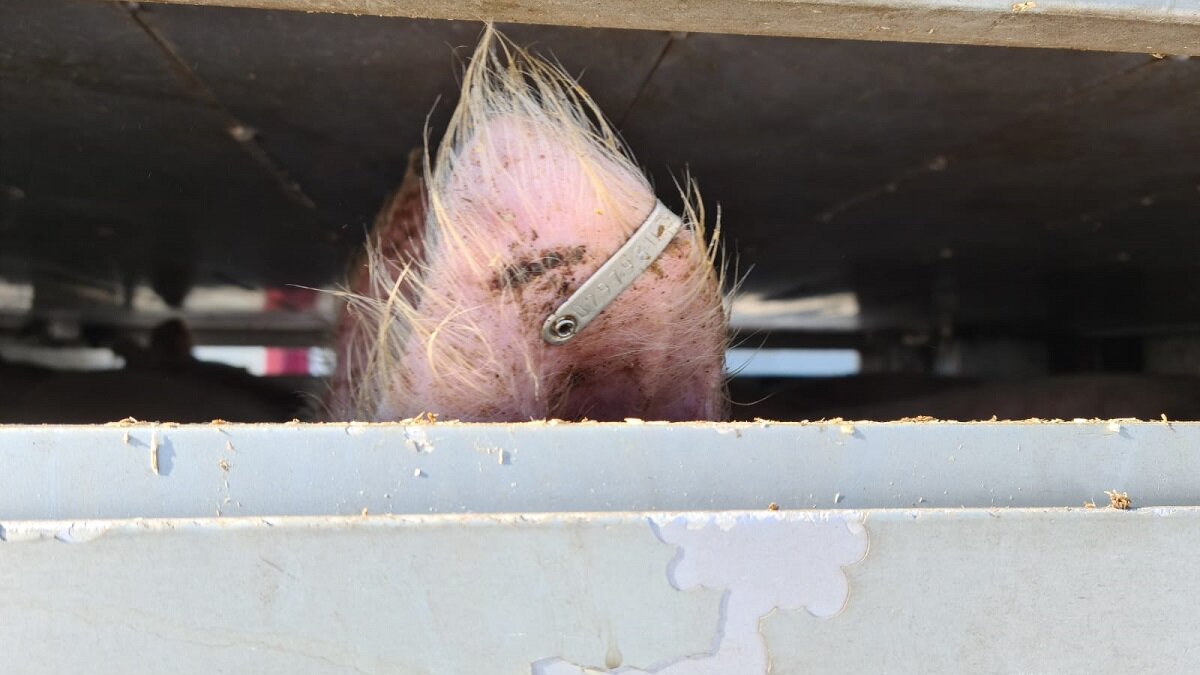 ijzige hel op weg naar het slachthuis