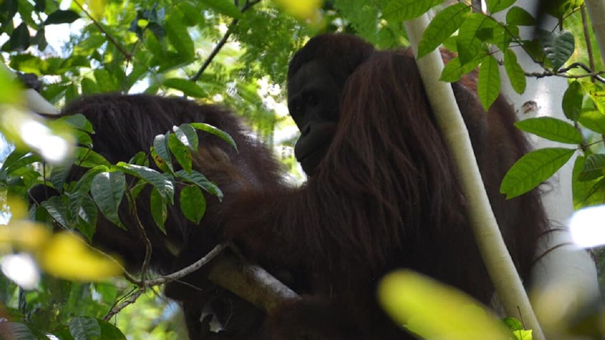 Orang-oetan gered van gedwongen boksgevechten terug naar vrijheid