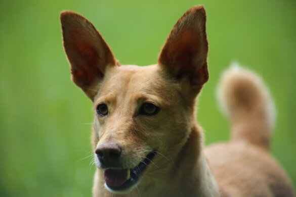 jachthondje opgehangen