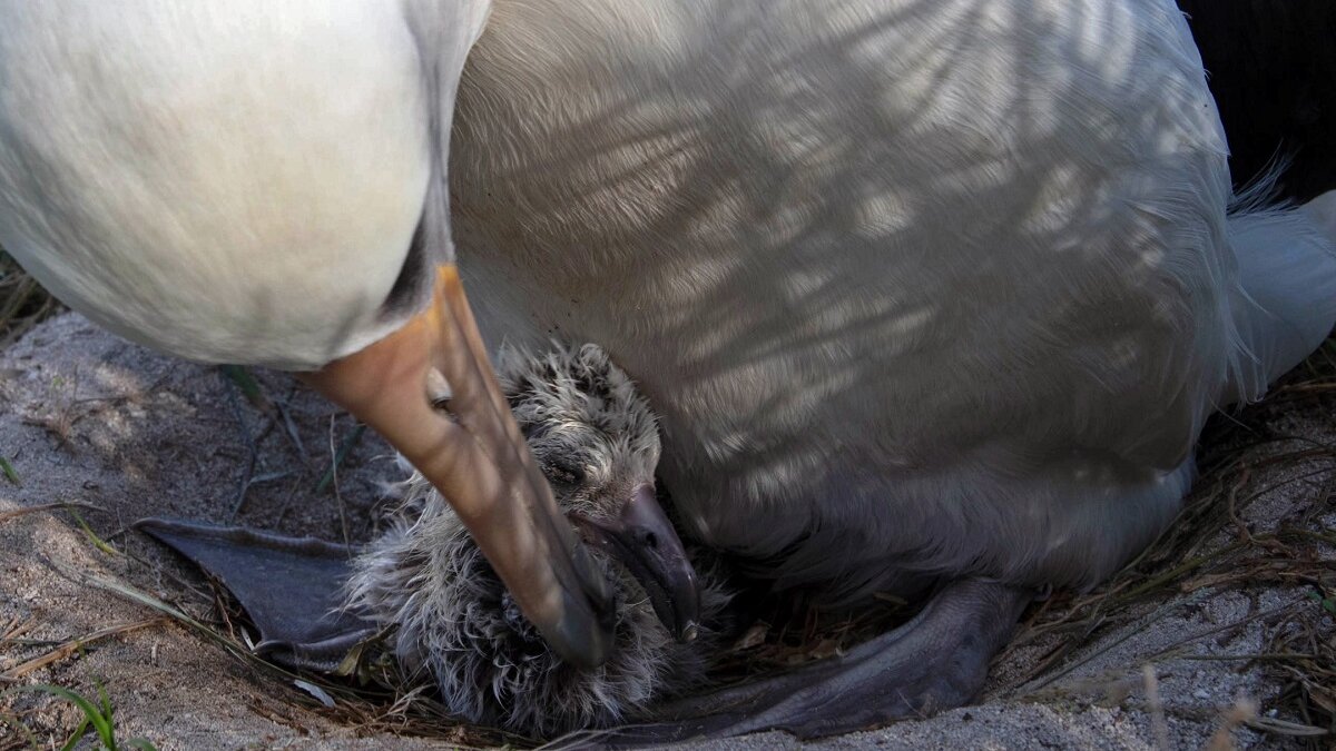 Wisdom (70) heeft weer een kuiken