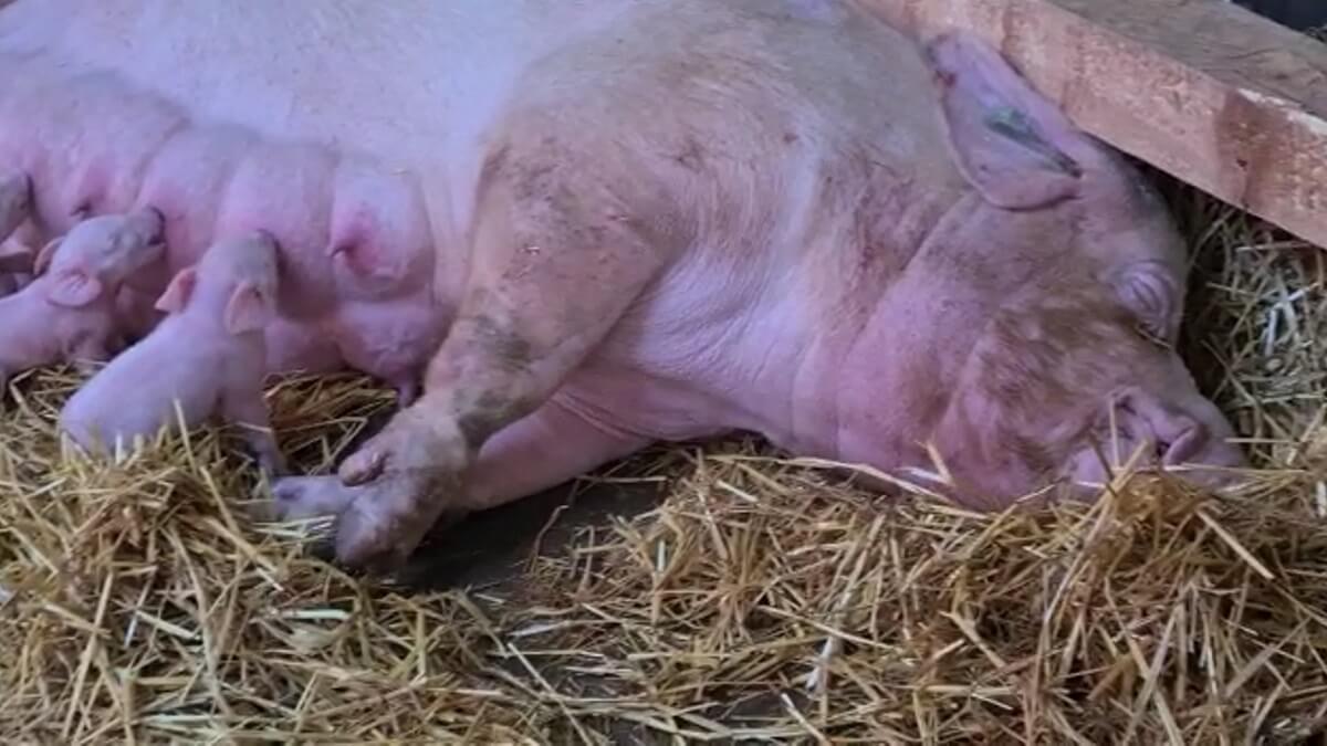 SAM op YouTube House of Animals - Animal Crime Unit