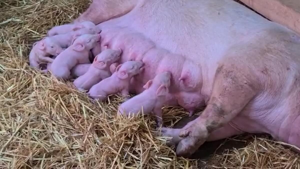 Sam is moeder geworden van 11 biggetjes