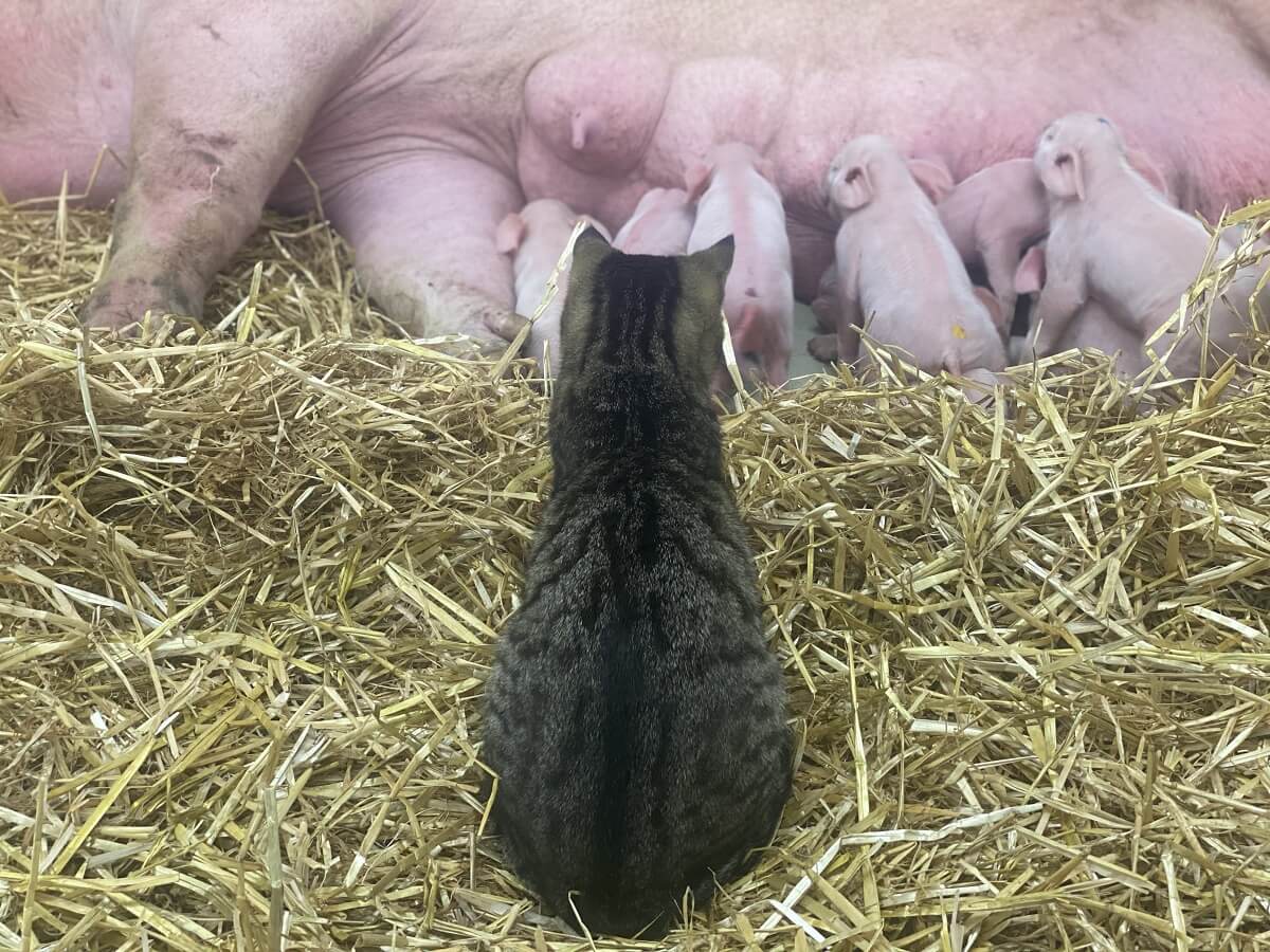 De biggen van Sam en de stalpoes