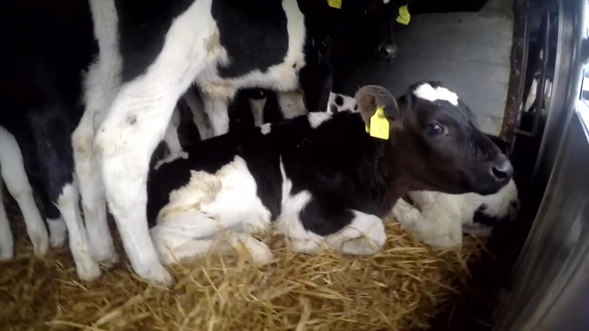 Ierland wil jonge stiertjes per vliegtuig transporteren