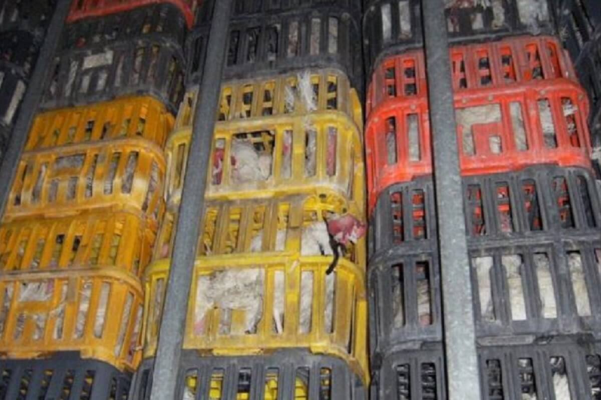 Dood 380 kippen dankzij afkoopsom niet voor Vlaamse rechter