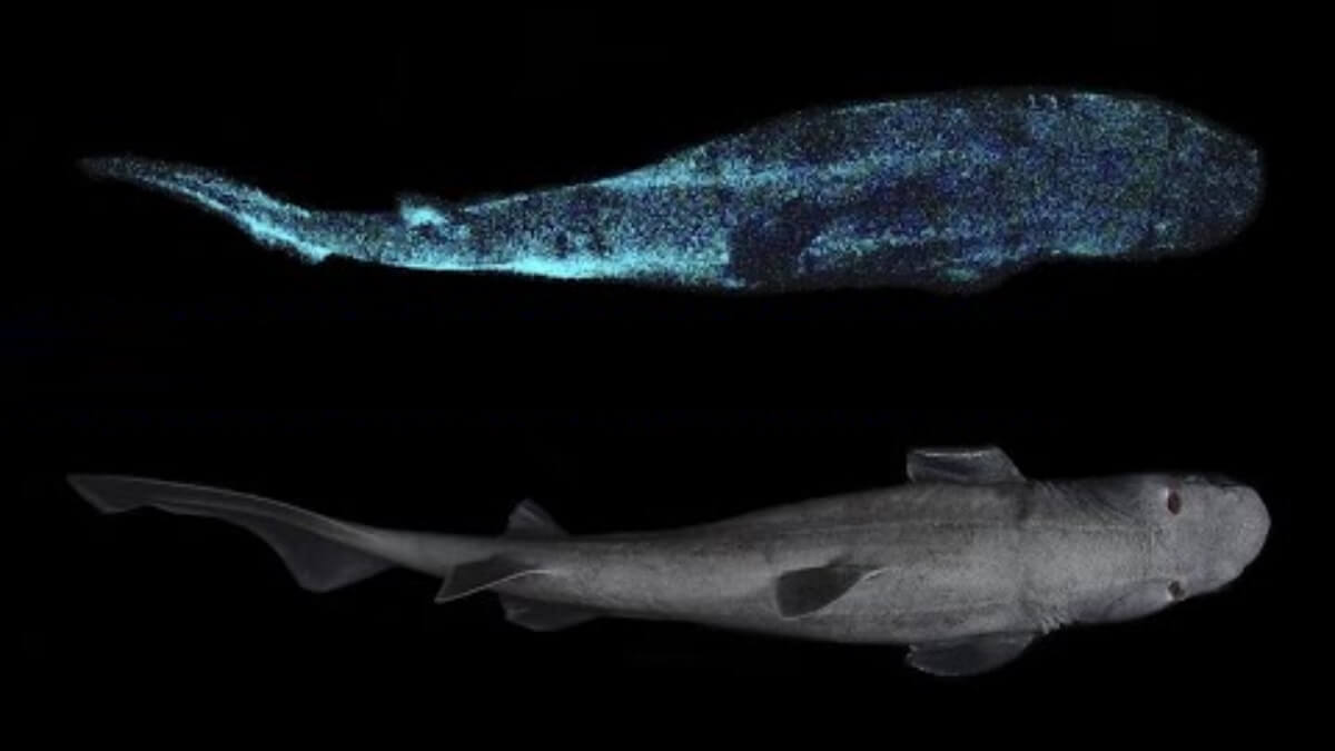 Grootste lichtgevende haai ontdekt