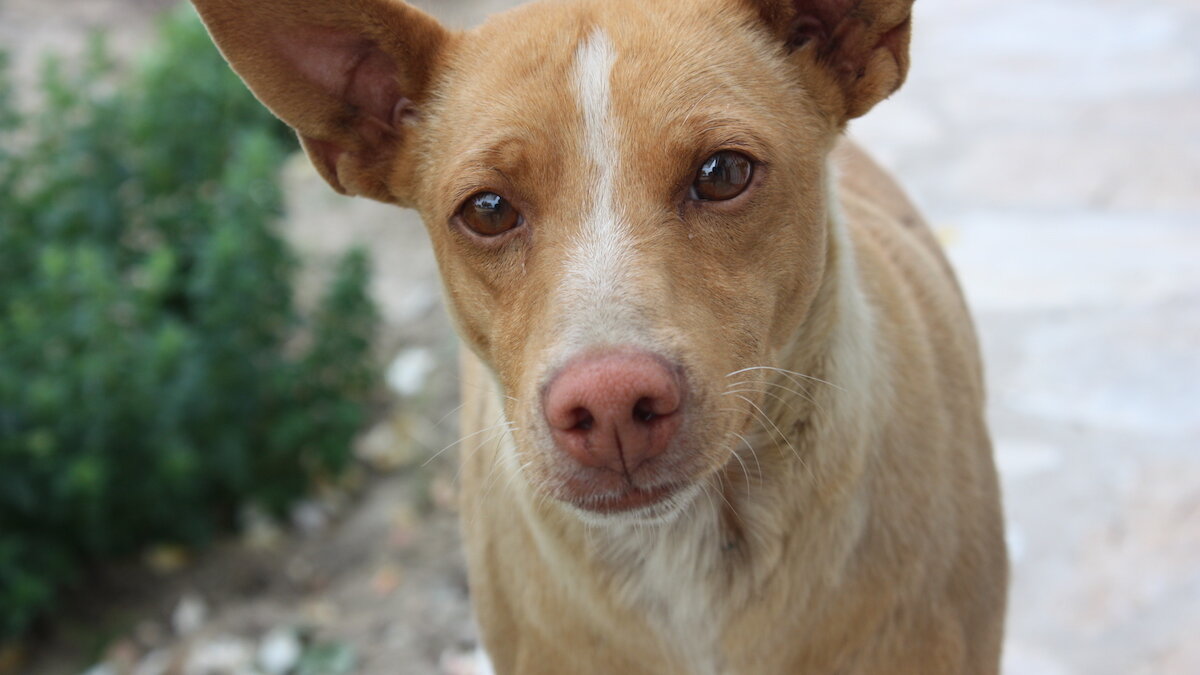 Spaanse jachtindustrie