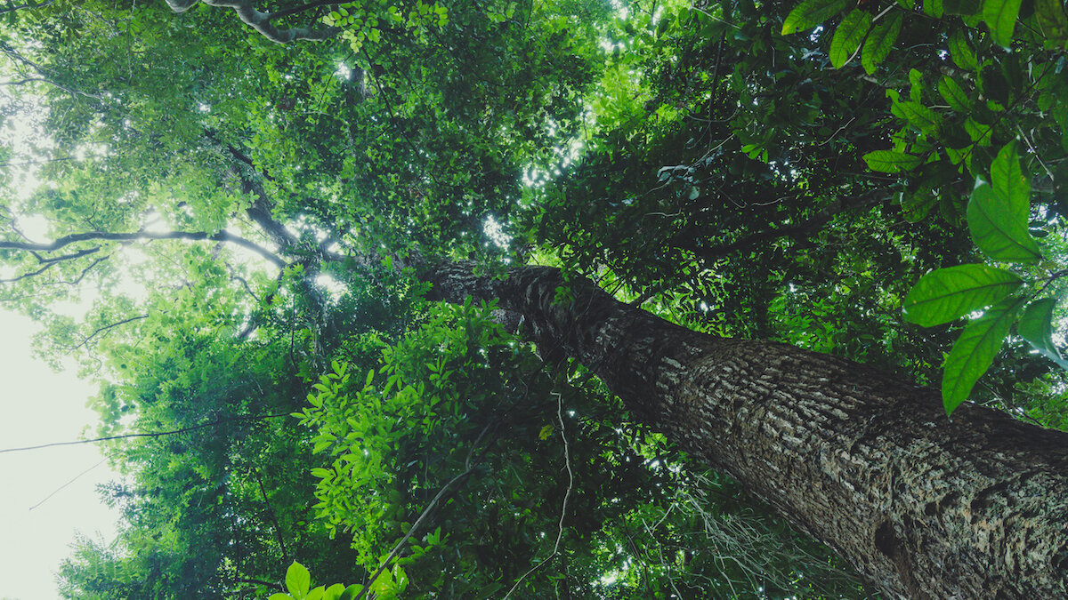 nieuwe insectensoorten