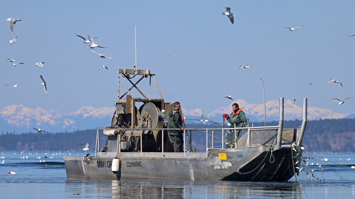 commercicële visserij