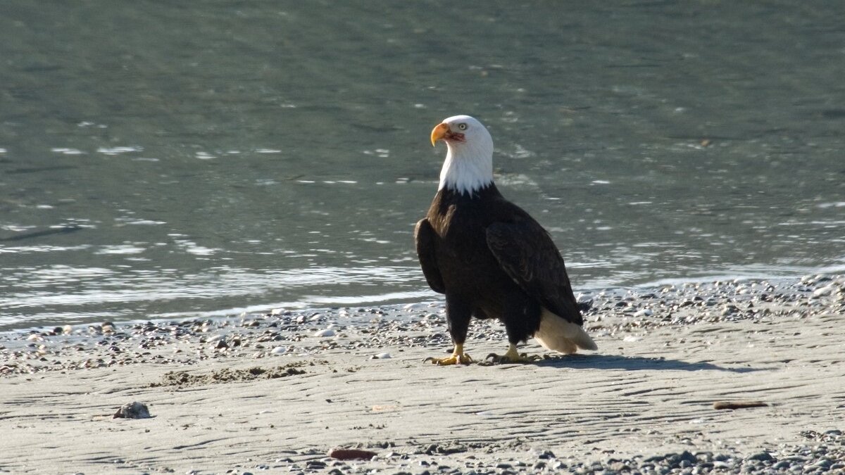 Amerikaanse zeearend