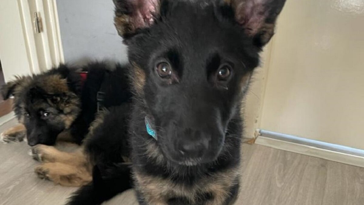 NVWA doet inval bij malafide puppyhandelaar