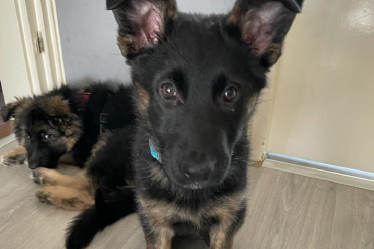 NVWA doet inval bij malafide puppyhandelaar