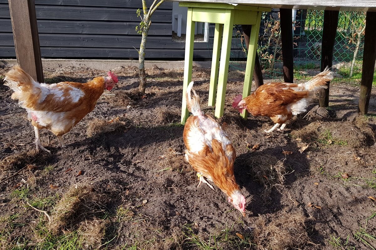 Nieuwe opvang Red een Legkip in Dedemsvaart