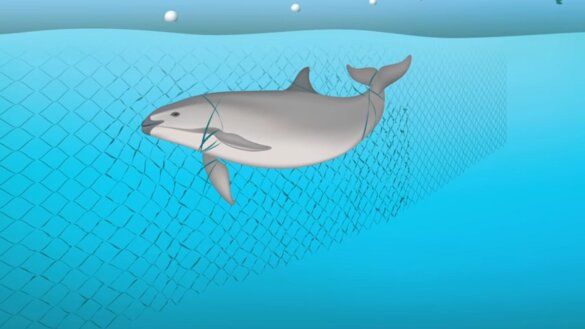 Mezico moet laatste tien vaquita's redden