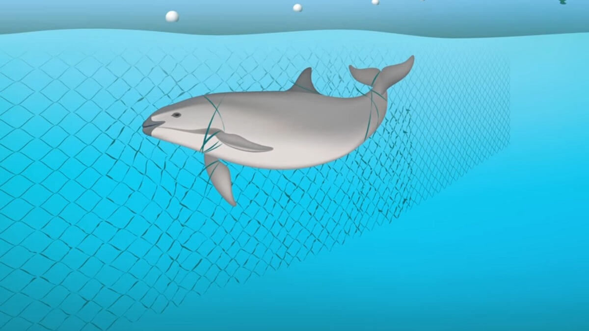 Mezico moet laatste tien vaquita's redden