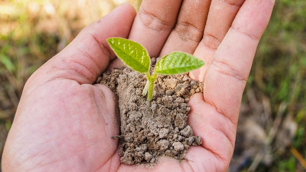 Het belang van biodiversiteit