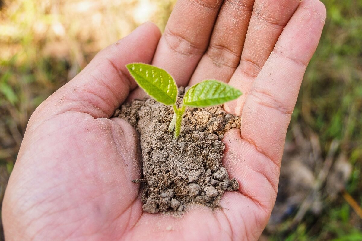 Het belang van biodiversiteit