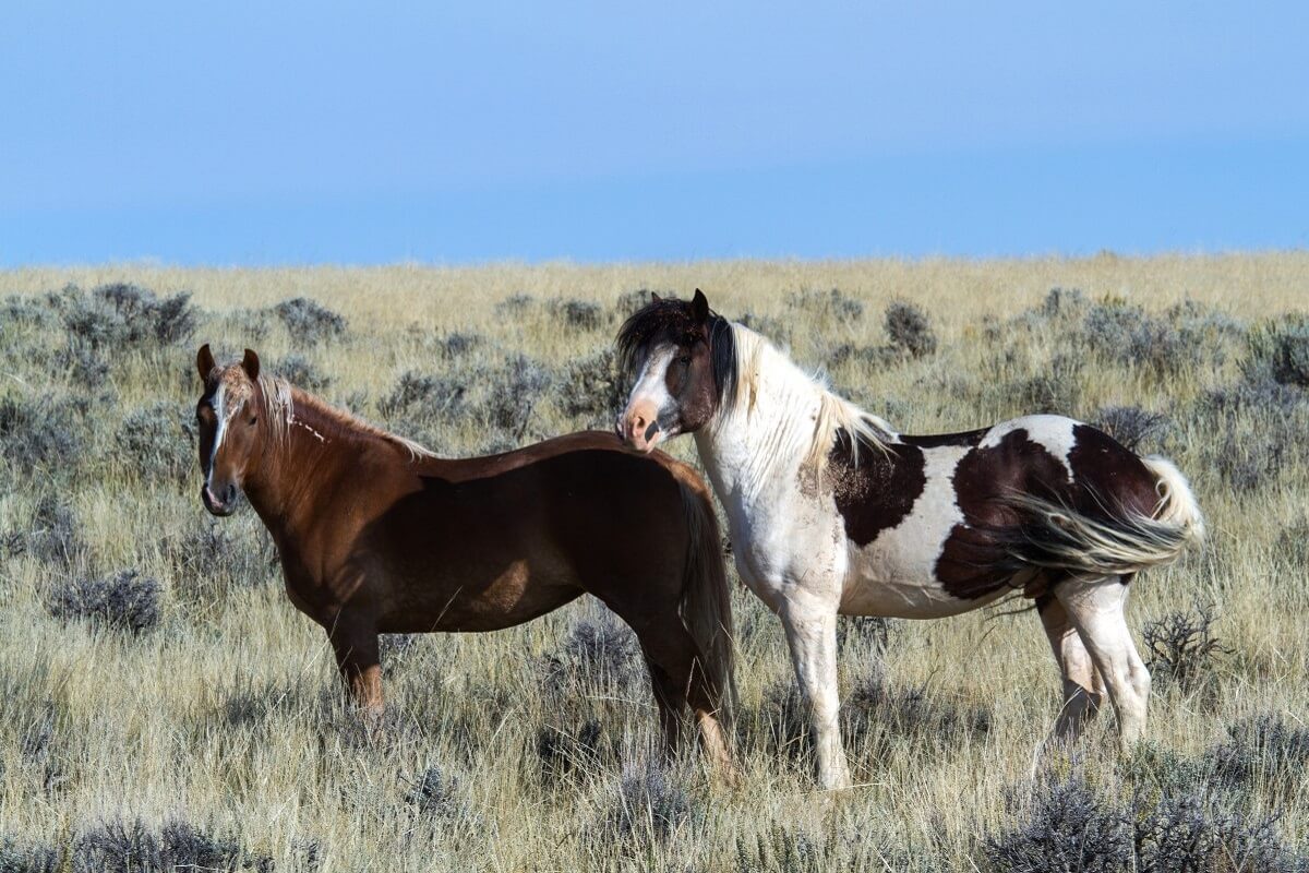 mustangs VS