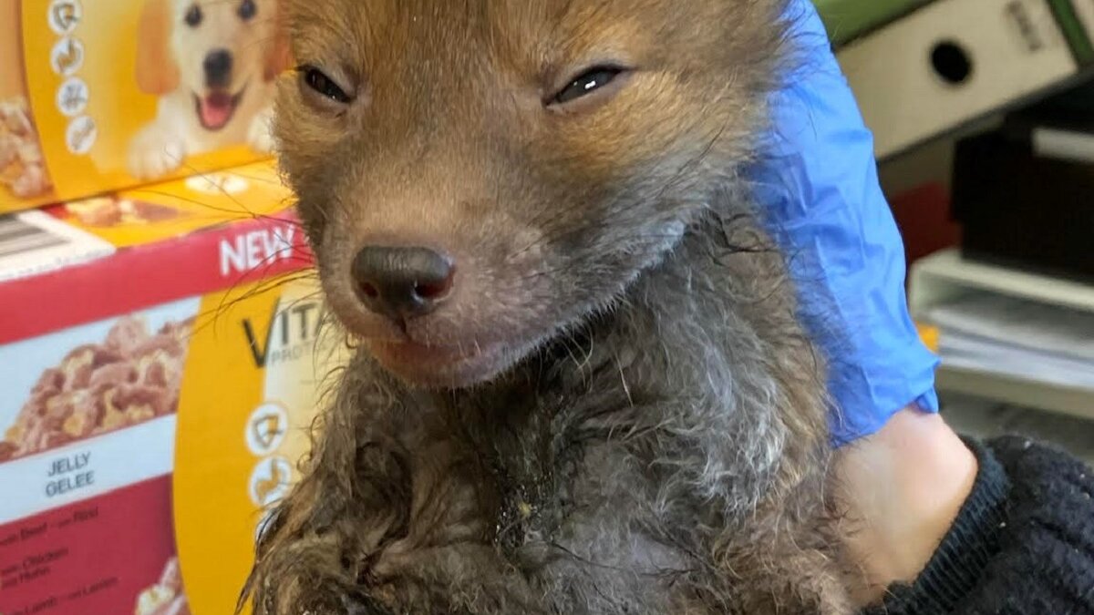 Vosje Sticky werd gered uit een lijmval