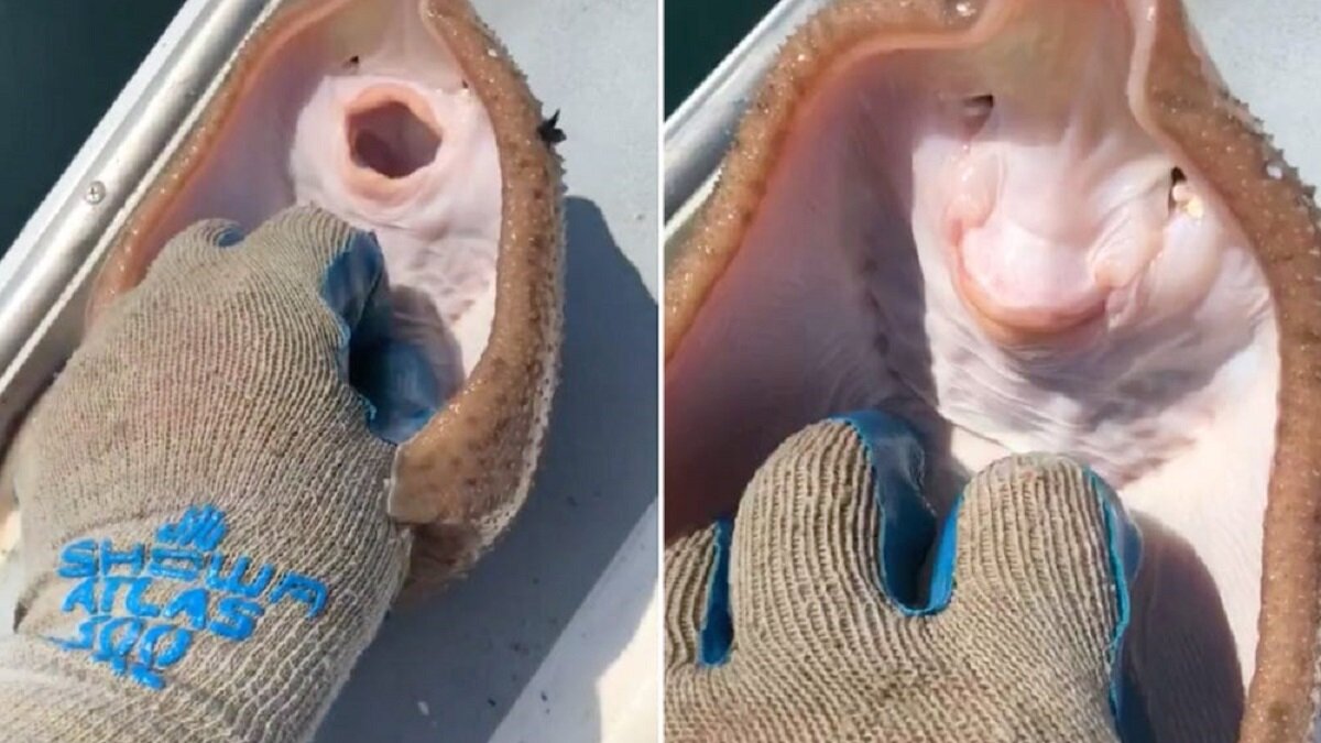 ‘Lachende’ pijlstaartrog