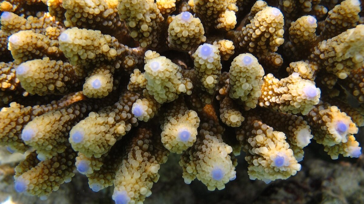 Acropora digitifera