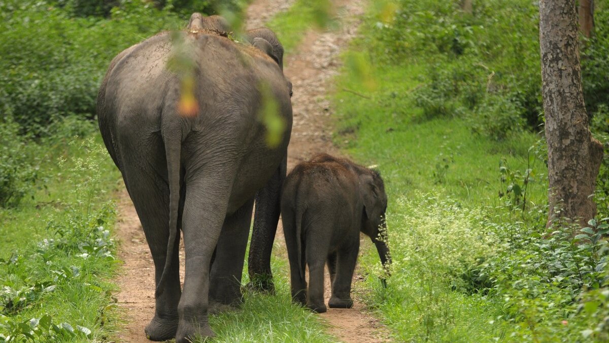 Afrikaanse olifanten